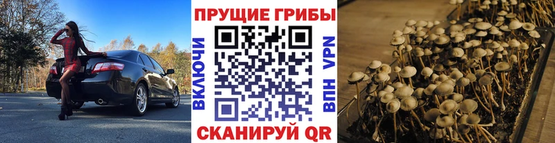 Псилоцибиновые грибы мухоморы  Купить  Ардатов 